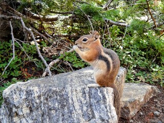 Chipmunk at Rocky Mountain National Park