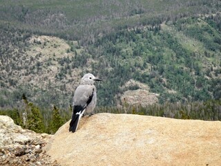 Fototapeta premium Clark's nutcracker at Rocky Mountain National Park
