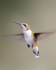 hummingbird in flight