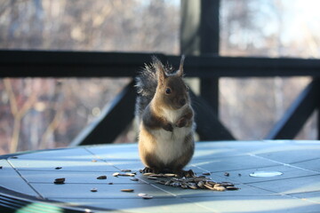 テーブルの上でヒマワリの種を食べるリス