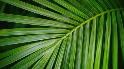 The detailed texture of a vibrant green palm leaf, captured in a tropical landscape, showcasing its rich and natural patterns.