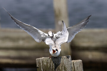 Dueling gulls