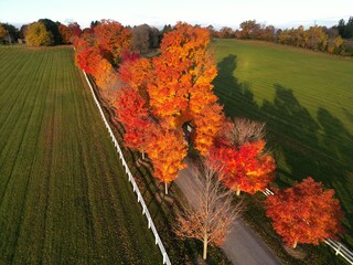 Dirt road with white fence in a blazing autumn landscape - Chemin de terre avec une barrière...