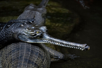 The Gharial (Gavialis gangeticus), also known as the Indian Gharial, Gavial or Fish-Eating Crocodile.