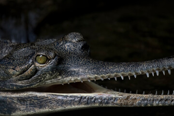 The Gharial (Gavialis gangeticus), also known as the Indian Gharial, Gavial or Fish-Eating Crocodile.