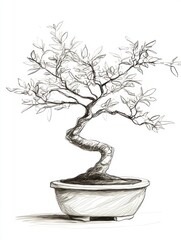 Pen sketch of a bonsai tree in a pot. (1)
