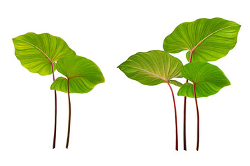 Homalomena leaves isolated on white background.
