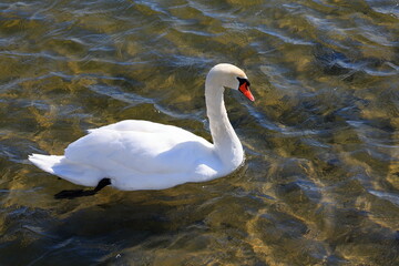Mute swan paddling close by during the winter