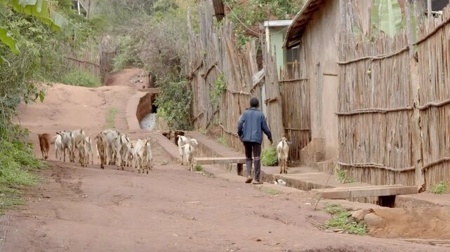 A boy herds goats through a village in rural Ethiopia.