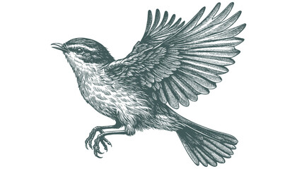 Bird Engraving: A Vector Illustration