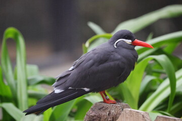 Inco tern perched on limb. 
