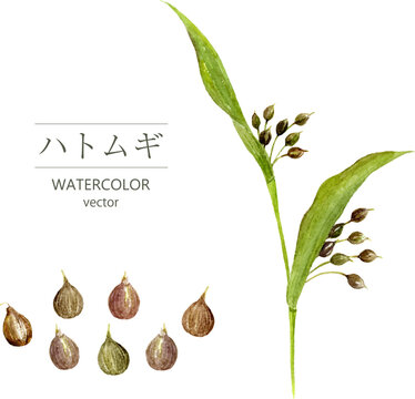 ハトムギの水彩イラスト