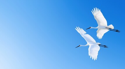 Fototapeta premium Two graceful white cranes soar against a serene blue sky, symbolizing freedom and beauty in nature.
