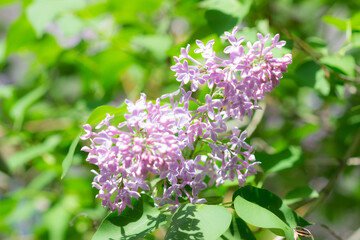 Obraz premium Blooming lilac (lat. Syringa vulgaris), of the olive family (Oleaceae). Samara, Russia.