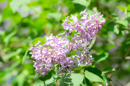 Blooming lilac (lat. Syringa vulgaris), of the olive family (Oleaceae). Samara, Russia.