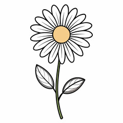 daisy flower vector illustration