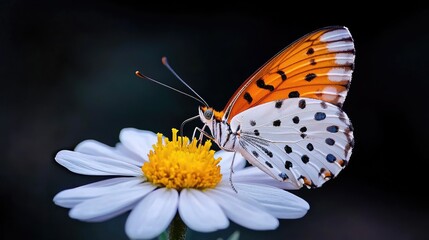Obraz premium Butterfly on Daisy Flower, Nature Close-up