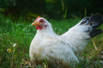 Elegant Thai White Bantam Chicken Resting in Grass Outdoors on a Calm Day