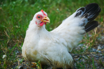 Elegant Thai White Bantam Chicken Resting in Grass Outdoors on a Calm Day