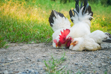Thai White Bantam Chickens Foraging on Green Grass in a Rural Outdoor Setting