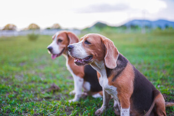 Two Beagle Dogs Sitting on Grass in a Peaceful Outdoor Setting