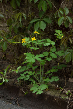 The greater celandine (lat. Chelidonium majus), of the poppy family (Papaveraceae). Samara, Russia.