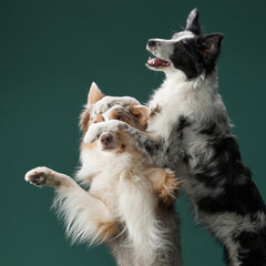 Two border collies leap into the air together, playfully engaging with each other. The dark green background enhances their dynamic motion.