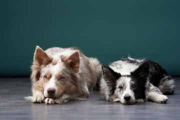 Two border collies are lying down on a dark wooden floor, looking at the camera. The green background contrasts with their fur.