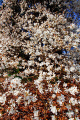 Magnolia Tree in Bloom, Inniswood Metro Gardens, Westerville, Ohio