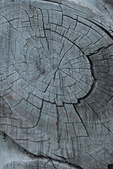Fototapeta premium cross section of tree 