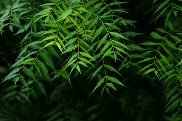New top leaf of neem plant, herbal leaf