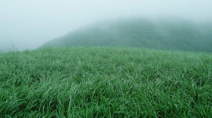 Misty mountain grassland, fog-covered hills, tranquil nature scene, ideal for travel brochure