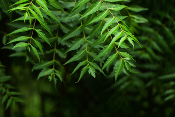 Azadirachta indica - A branch of neem tree leaves. Natural Medicine.
