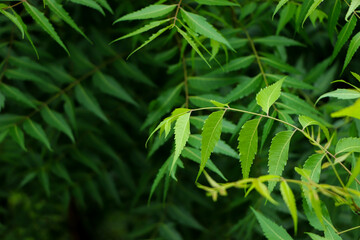 Azadirachta indica - A branch of neem tree leaves. Natural Medicine.