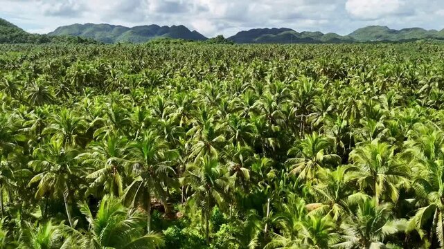 Drone Aerial view Siargao Island. Coconut palm trees fields in Philippines, rural scene. tourism destination in southeast Asia. 
