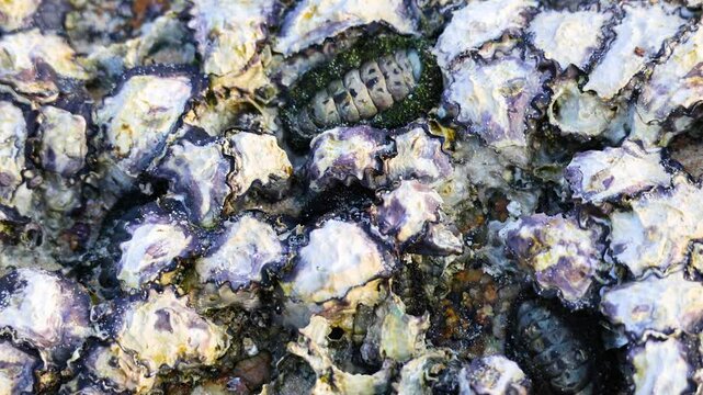 Barnacles and Chitons on Rocky Shore