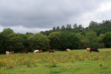 Galician cows grazing eating fresh grass outdoors in green meadow with trees on cloudy day. Native breed cattle from Melide village, La Coru&ntilde;a, Galicia. Sustainable extensive livestock farming.