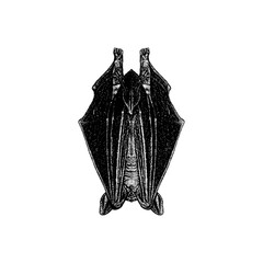 Little Brown Bat hand drawing vector isolated on background.