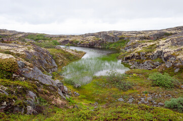 Small lake overgrown with reeds among the rocks in tundra. Rybachy peninsula, Murmansk region, Northern Russia