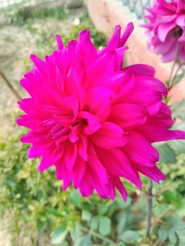 Flower blooming in the garden
