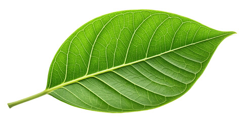 Obraz premium Fresh Green Leaf Close-Up Isolated on Transparent Background Vibrant Green Leaf with Visible Details on Transparent Background