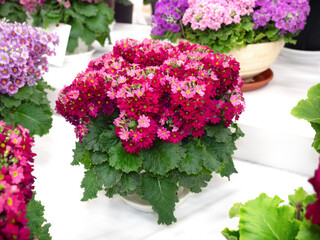 鉢植えのプリムラマラコイデス