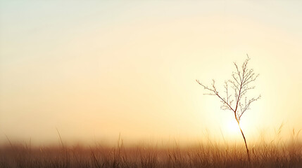 Obraz premium Solitary Plant Silhouette at Sunrise in a Misty Field