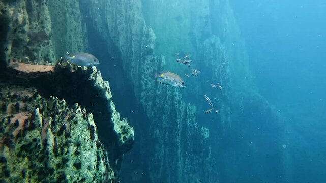 Scuba diving Barracuda lake limestone rocks in Philippines. tourism destination for snorkeling and scuba diving in Coron, Palawan. 