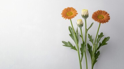 Vibrant Orange   White Gerbera Daisies  Floral Arrangement  Botanical Beauty  Nature Photo