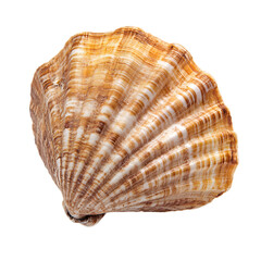 Intricate Spiral Seashell Pattern on Natural Background