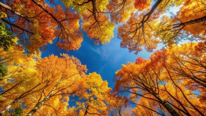 Dense forest canopy with vibrant autumn colors and golden leaves against a clear blue sky, woodland