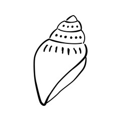 Sketched seashell icon, vector hand drawn design elements.