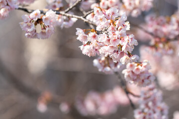 Pink cherry blossom(Cherry blossom, Japanese flowering cherry) on the Sakura tree. Sakura flowers are representative of Japanese flowers. The main part of the winter pass. I love everyone.