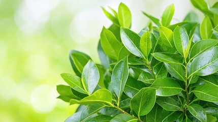 Lush green leaves, spring garden, blurred background, nature banner